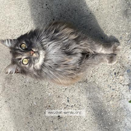 Photo de chat perdu à Montsegur Sur Lauzon