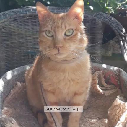 Photo 1/1 Chat retrouvé Perdu à Poitiers