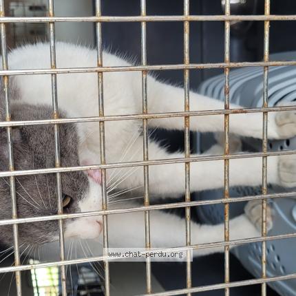 Photo 1/1 Chat retrouvé Trouvé à Montpellier