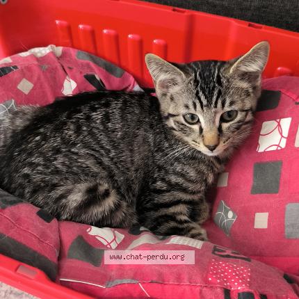 Photo de chat trouvé à Angouleme
