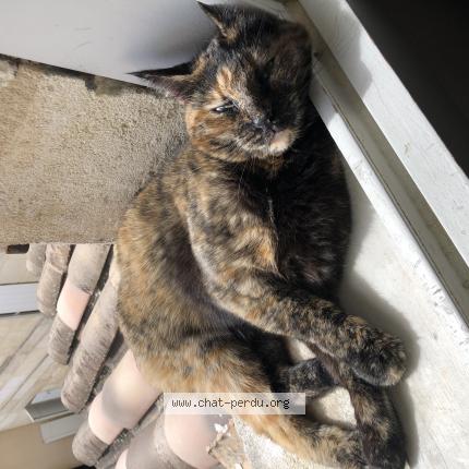 Photo de chat perdu à Bordeaux