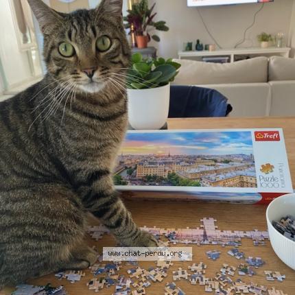 Photo de chat perdu à Wasnes Au Bac