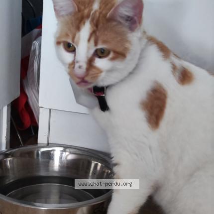 Photo de chat trouvé à Lyon