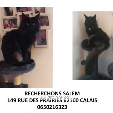 Photo de chat perdu à Calais