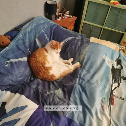 Photo 1/1 Chat retrouvé Perdu à Breuillet