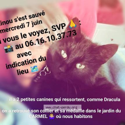 Photo de chat perdu à Douai