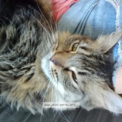 Photo de chat perdu à Valence