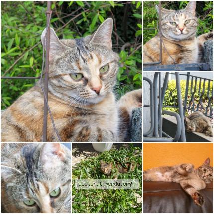 Photo de chat perdu à Lingolsheim