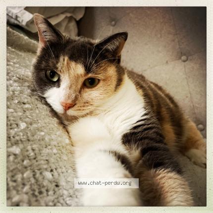 Photo 1/1 Chat retrouvé Perdu à Villejuif