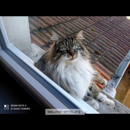 Photo 1/1 Chat retrouvé Perdu à Villefranche Sur Saone