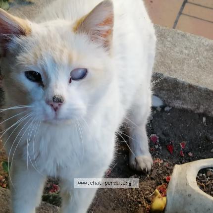 Photo 1/1 Chat retrouvé Perdu à Grignan