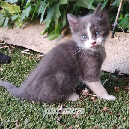 Photo de chat perdu à Colombes