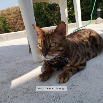 Photo de chat perdu à Hem