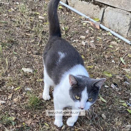 Photo 1/1 Chat retrouvé Perdu à Champigny En Rochereau