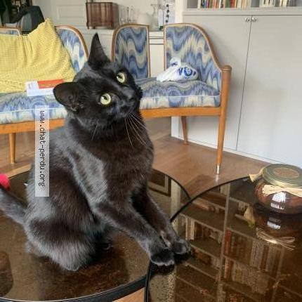 Photo 1/1 Chat retrouvé Perdu à Avignon