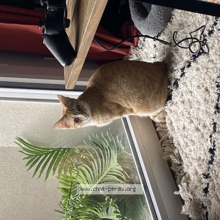 Photo de chat perdu à Listrac Medoc