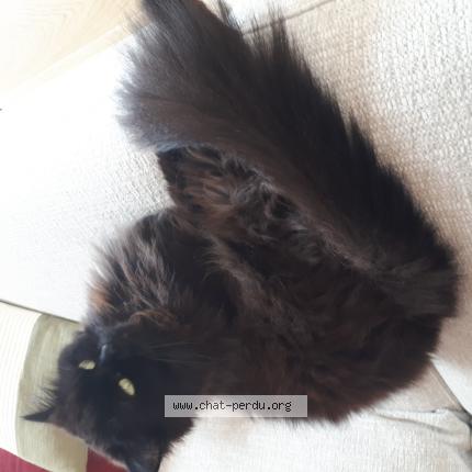 Photo 1/1 Chat retrouvé Perdu à Montreuil