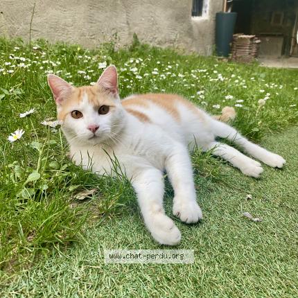 Photo de chat perdu à Porte De Savoie