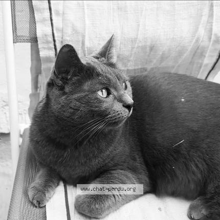 Photo de chat perdu à Caromb