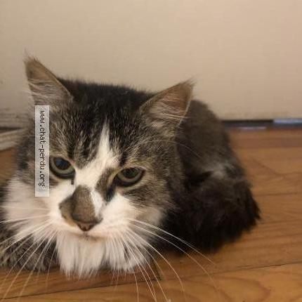 Photo 1/4 Chat retrouvé Perdu à Toulouse