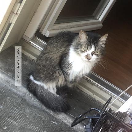 Photo 2/4 Chat retrouvé Perdu à Toulouse
