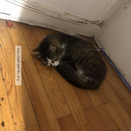 Photo 4/4 Chat retrouvé Perdu à Toulouse