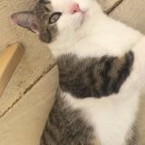 Photo de chat perdu à Le Mans