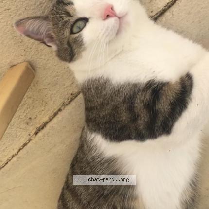 Photo 1/1 Chat retrouvé Perdu à Le mans