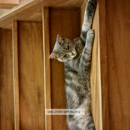 Photo de chat perdu à Montamise