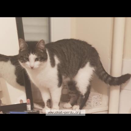 Photo de chat perdu à Villers Les Nancy