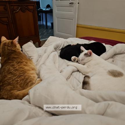 Photo de chat perdu à Saint Etienne