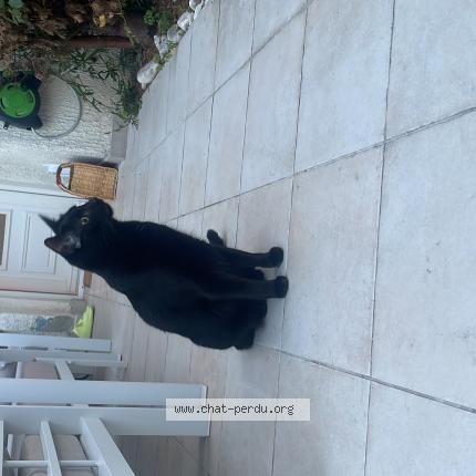 Photo 1/1 Chat retrouvé Perdu à Yerres