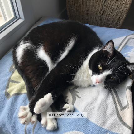 Photo 1/1 Chat retrouvé Perdu à Venissieux
