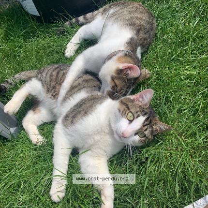 Photo de chat perdu à Colombier Saugnieu