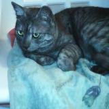 Photo de chat perdu à Pau