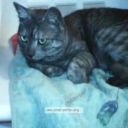 Photo 1/1 Chat retrouvé Perdu à Pau