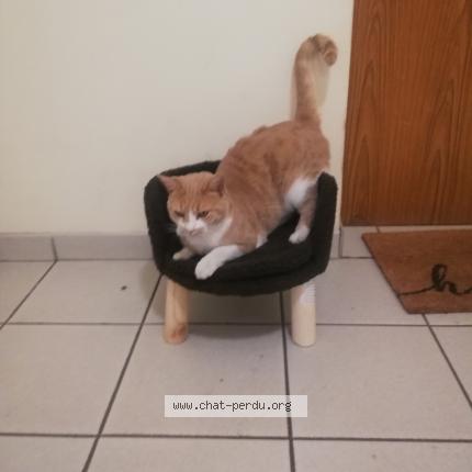 Photo de chat perdu à Bourg De Peage