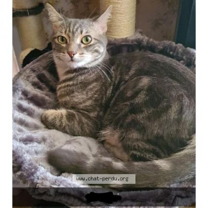 Photo de chat perdu à Villefranche Sur Saone