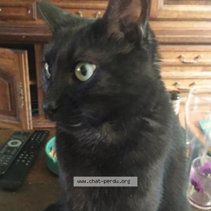 Photo 1/1 Chat retrouvé Perdu à Le caylar