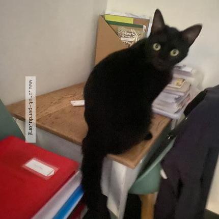 Photo de chat perdu à Bordeaux