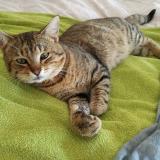 Photo de chat perdu à Chauray