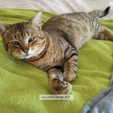 Photo 1/1 Chat retrouvé Perdu à Chauray