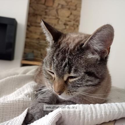 Photo 1/1 Chat retrouvé Perdu à Nantes