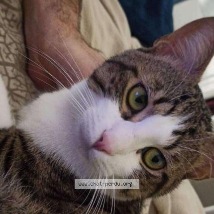 Photo de chat perdu à Villeurbanne