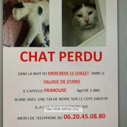 Photo 1/1 Chat retrouvé Perdu à Stains