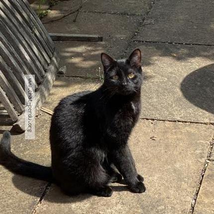 Photo de chat perdu à Helfrantzkirch