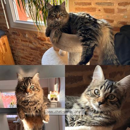 Photo 1/1 Chat retrouvé Perdu à Merignac