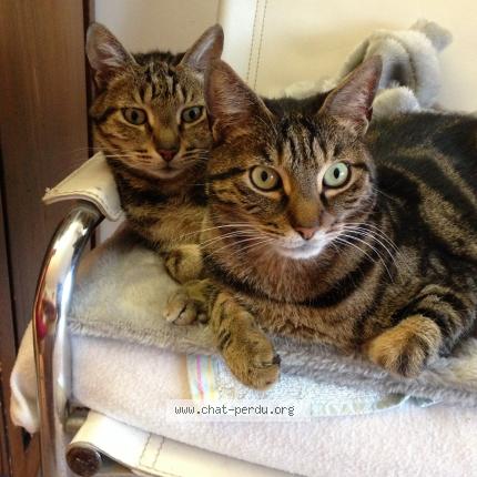 Photo de chat perdu à Strasbourg