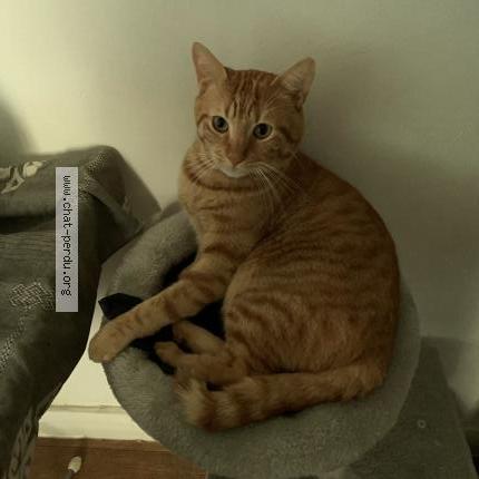 Photo 2/4 Chat retrouvé Perdu à Paris