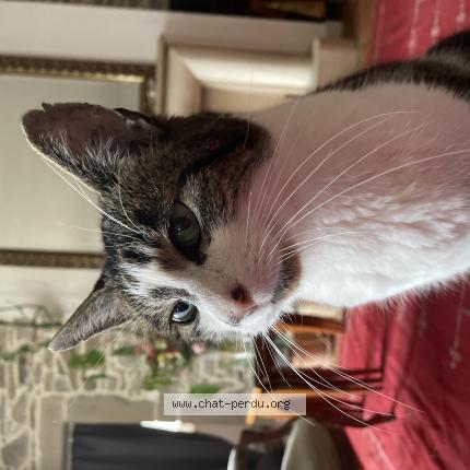 Photo de chat perdu à Saint Etienne